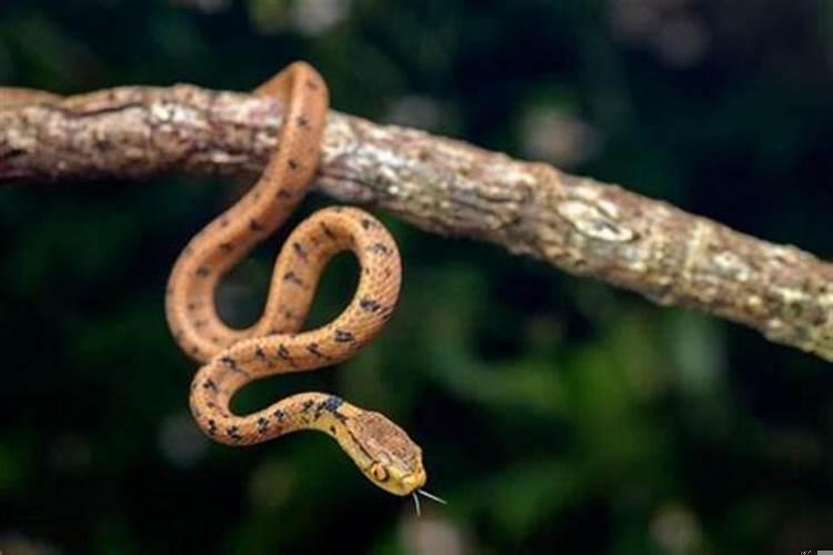 单身女人梦见蛇缠身是什么意思