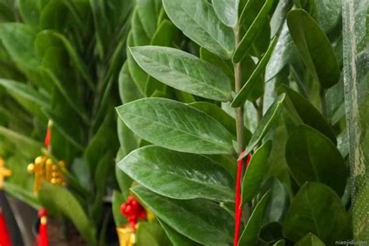 属猴家里养什么植物旺财