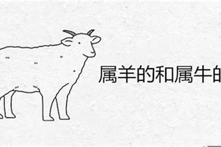 属牛和属羊的结婚好吗