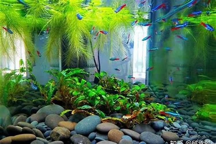 鱼缸放什么植物可以净化水