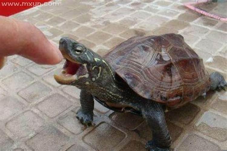 女人梦见好多乌龟咬自己