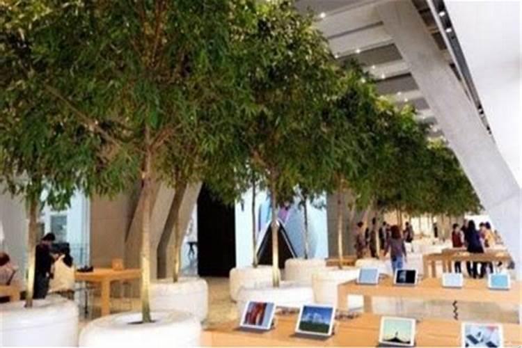 风水学店铺门前大树怎么办