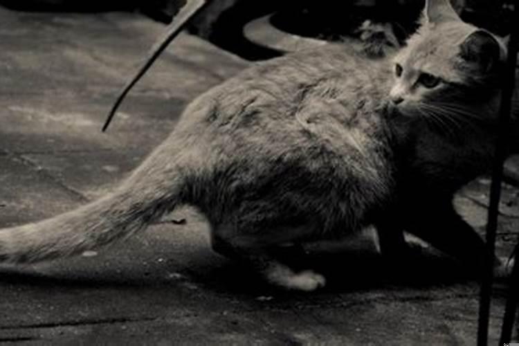 属牛的2025年结婚吉日