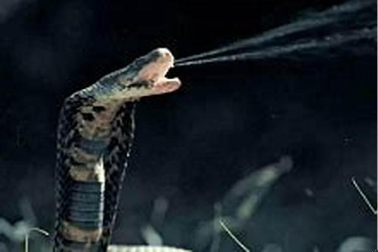 梦到家里有蛇洞好多蛇