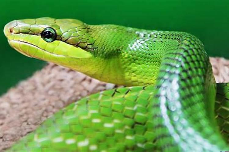 单身女人梦见蛇缠身是什么意思