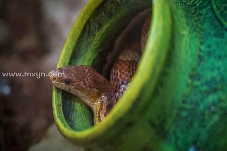 梦到家里有蛇洞好多蛇