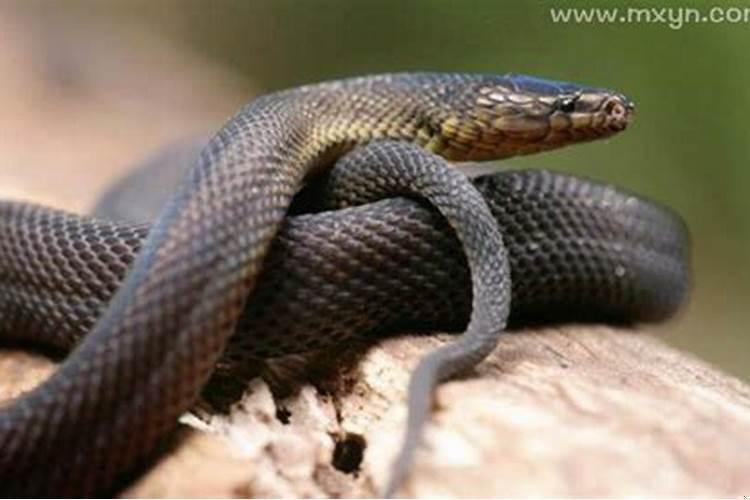 梦见有蛇进屋被赶走