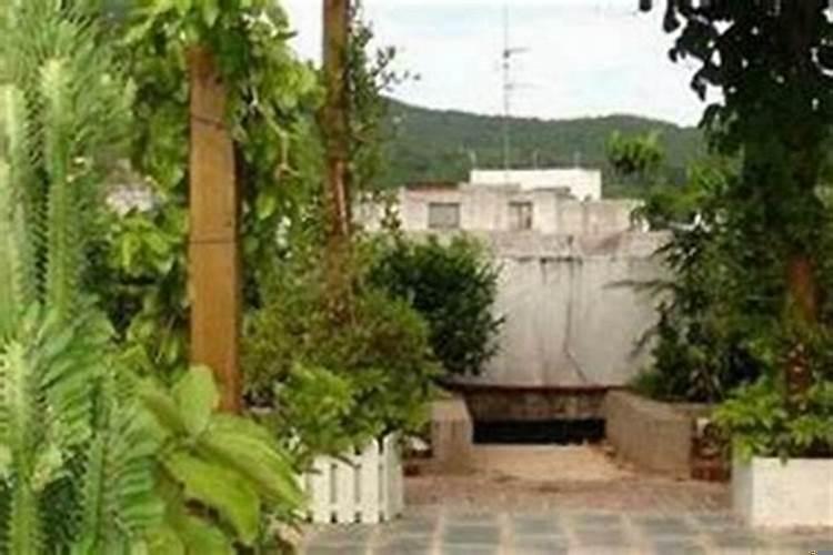 风水学店铺门前大树怎么办