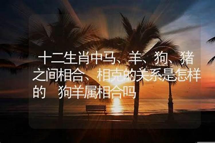 属羊属兔属猪三口人