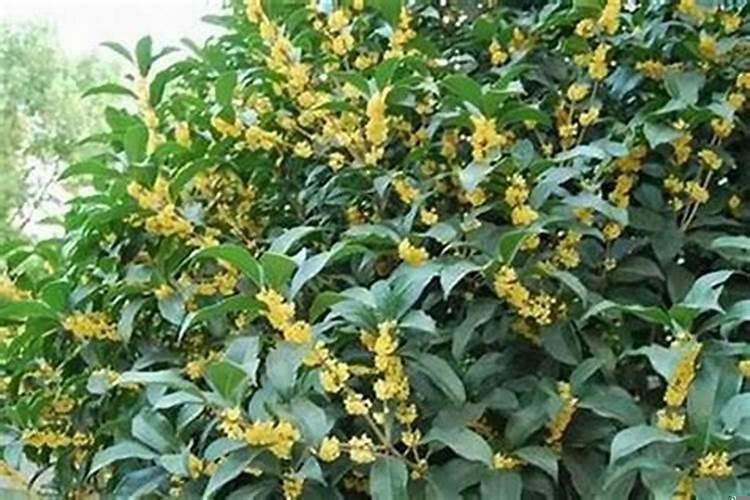 大门口能不能栽桂花树呢