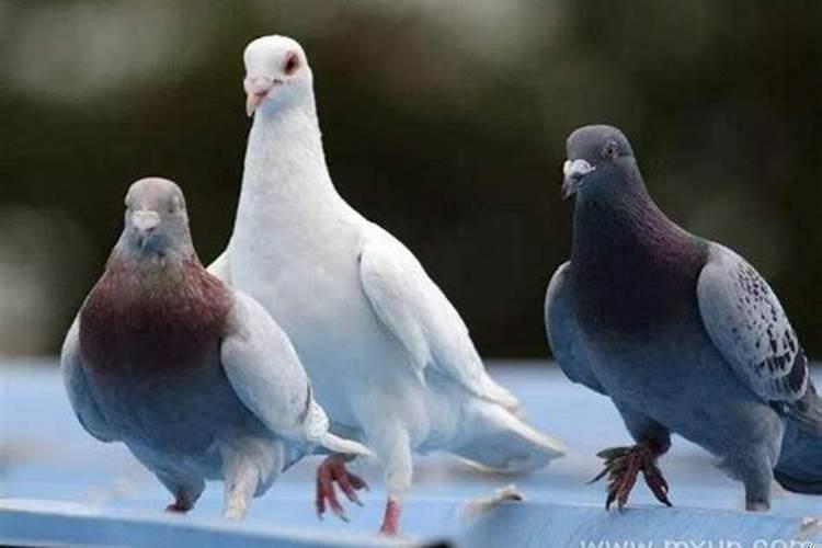 做梦梦见鸽子是什么意思