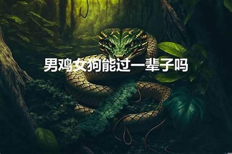 属狗男和属鸡女的婚姻状况