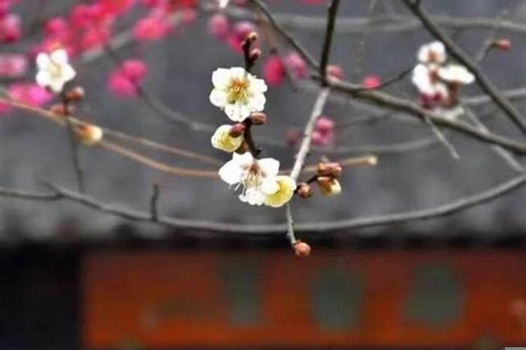 今天立春哪些属相冲太岁