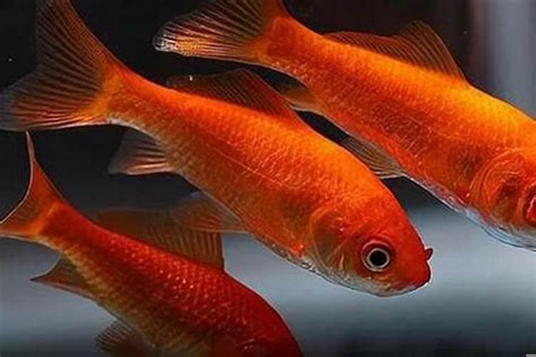 梦见红色鱼是什么意思