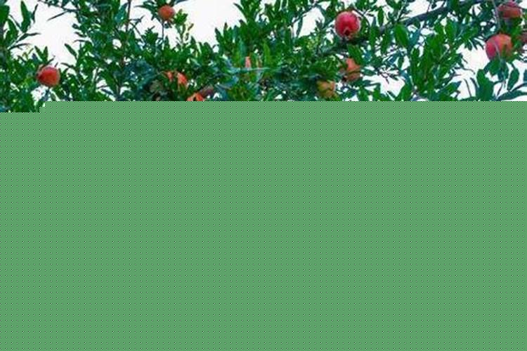 别墅庭院门口种什么果树、绿植