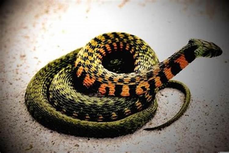 梦到蛇头被斩断