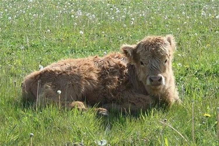 梦见黄牛在屋里大便
