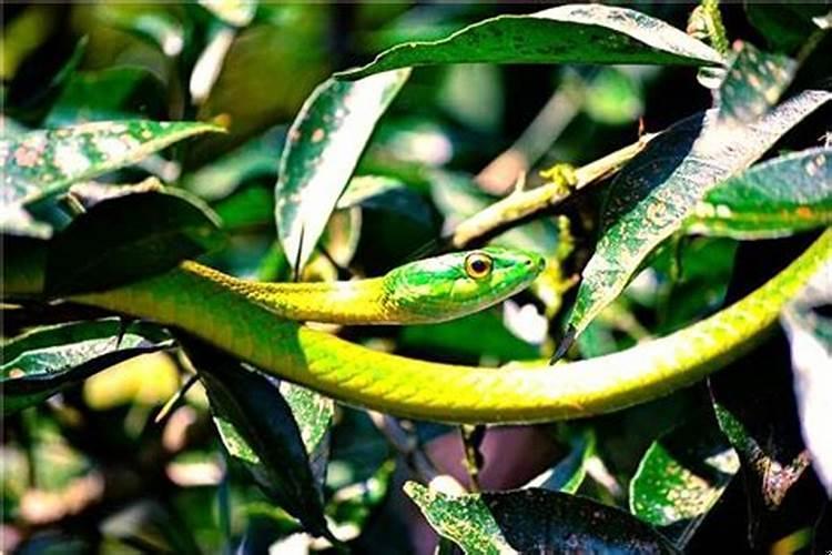 梦见前女友有什么寓意