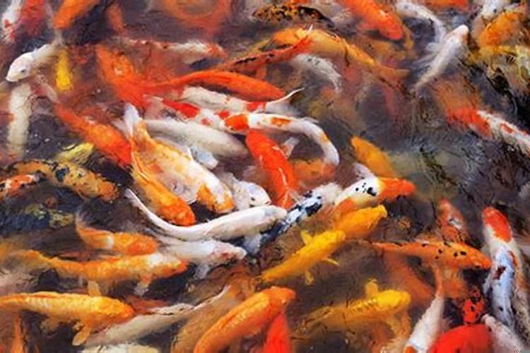 做梦梦到水和鱼是怎么回事