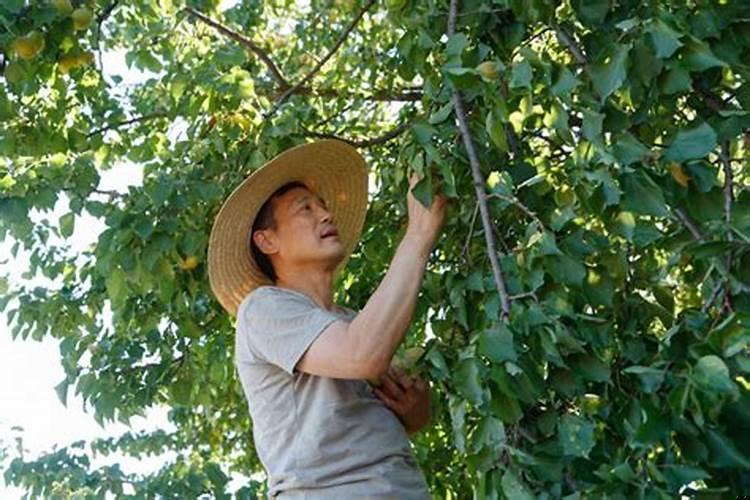 梦见有人在树上摘杏