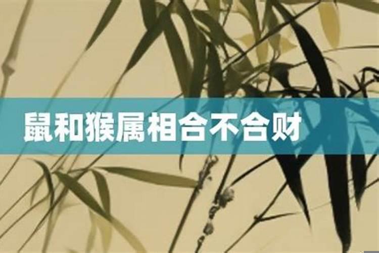 两个猴属相合不合