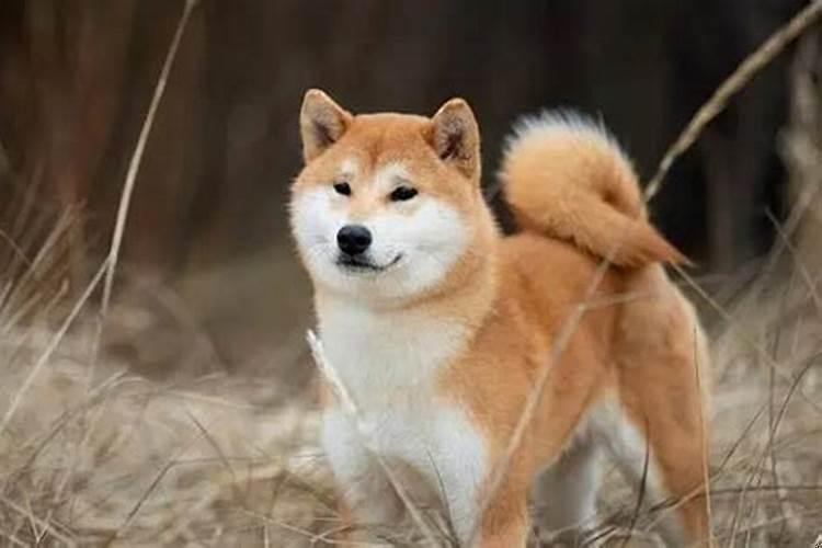 霜降出生的女孩取名