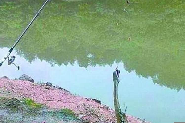 做梦梦到钓鱼被蛇咬了