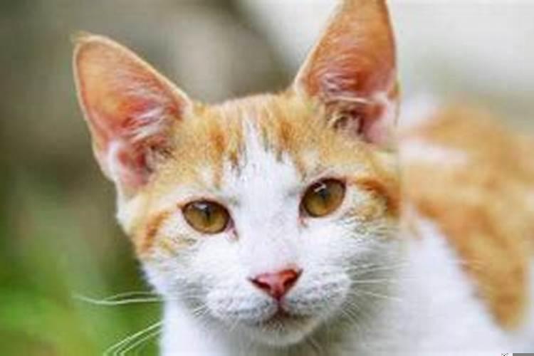 做梦梦见一窝小猫