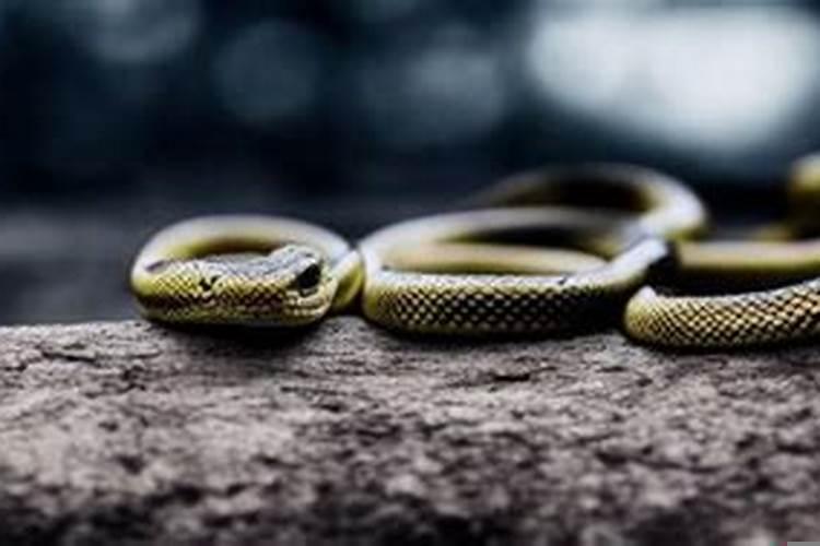 男人梦见蛇寓意什么