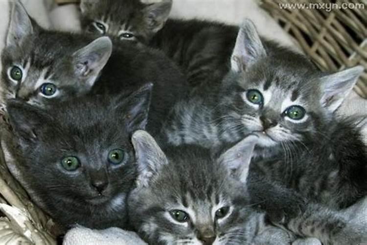 做梦梦见一窝小猫