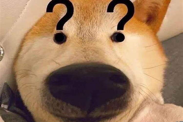 属猪人命里带二婚吗