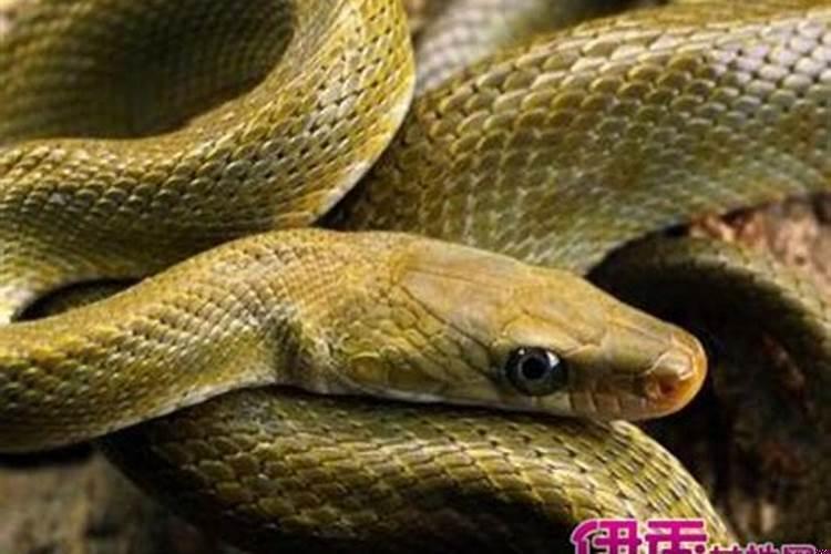 梦见别人放毒蛇咬我是什么意思