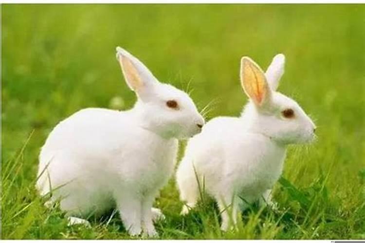 87年33岁属兔财运