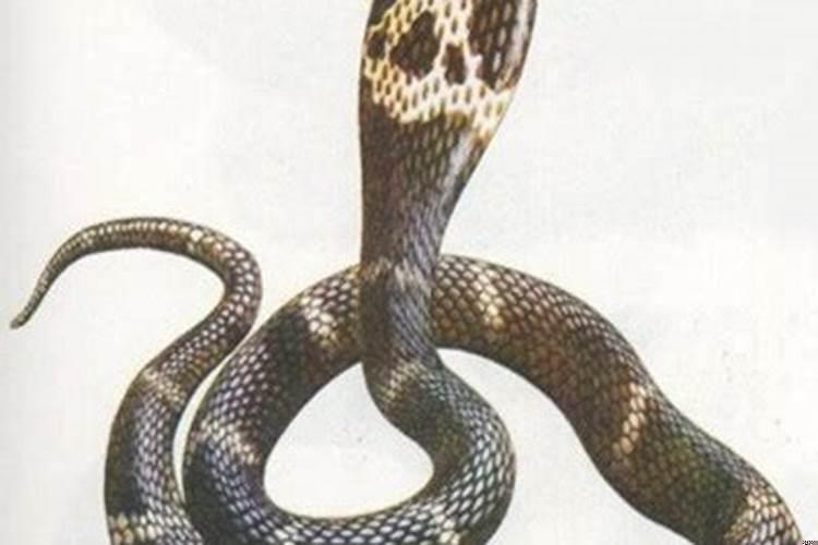 男人梦见蛇寓意什么