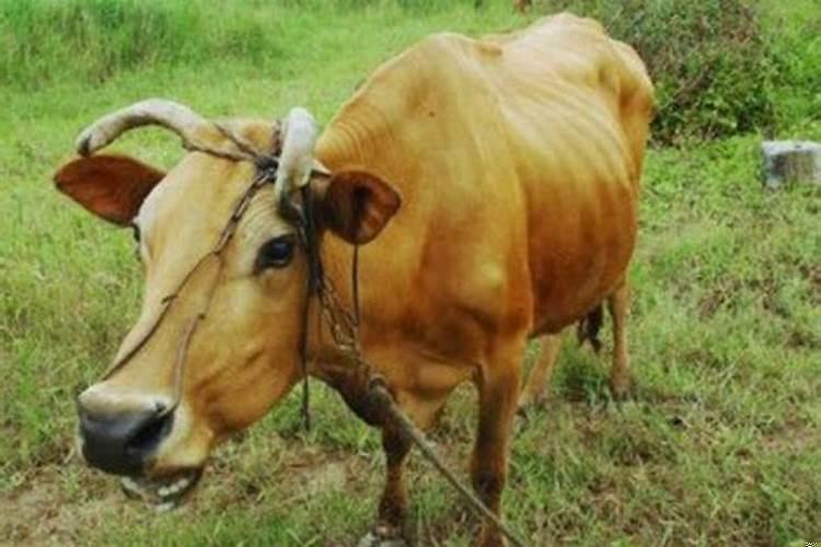 属牛适合开什么店