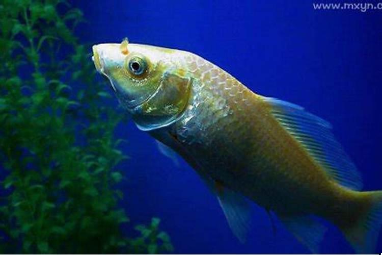 做梦梦到水和鱼是怎么回事