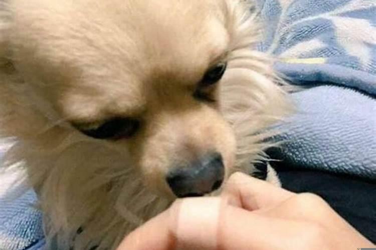 梦见狗咬自己的手是什么预兆解梦