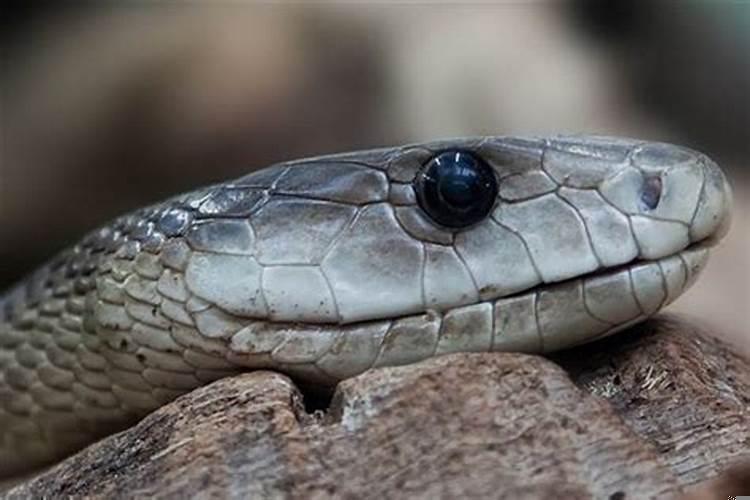 梦到蛇头被斩断