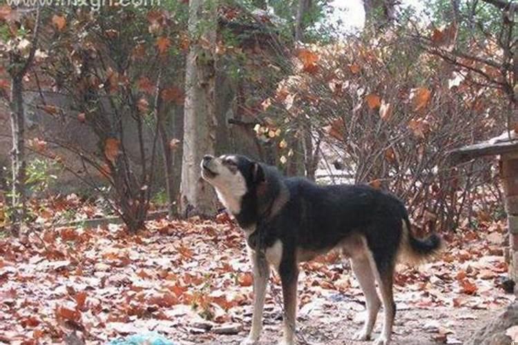 做梦梦见让狗给咬出血了