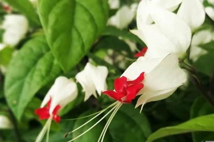 祭祖清的做法大全