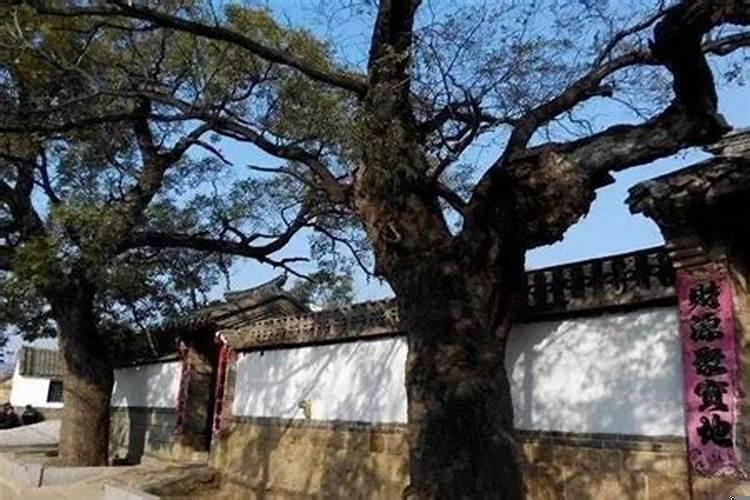 门口两棵树风水怎么看