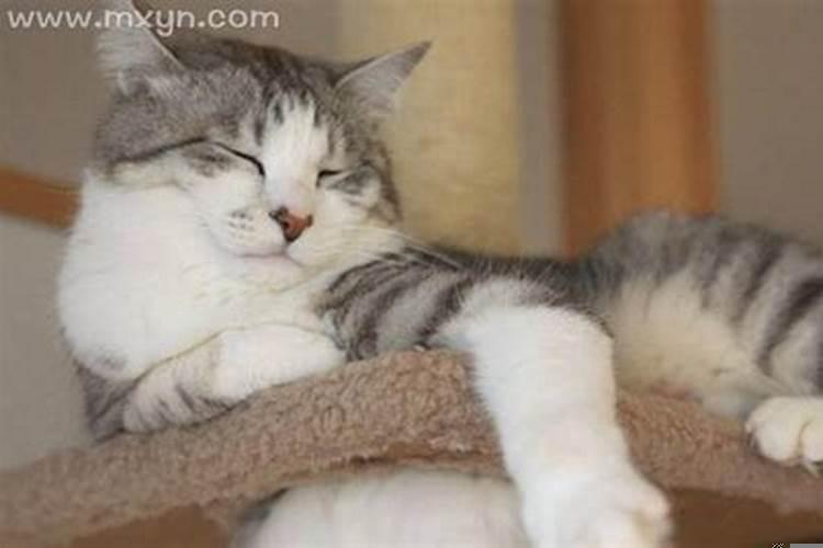 孕妇梦见被猫抓伤是啥意思啊