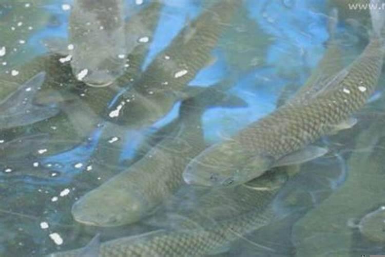 梦见两条鲫鱼什么预兆