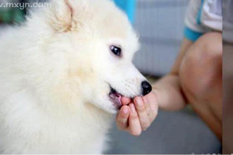 梦见狗咬自己的手是什么预兆解梦