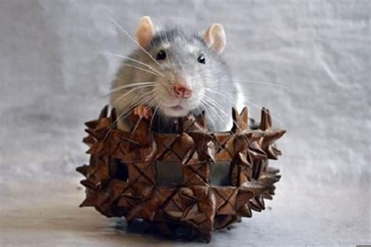 2022年属鼠的运势如何