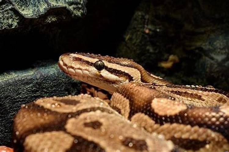 梦到水里有蟒蛇还有鱼