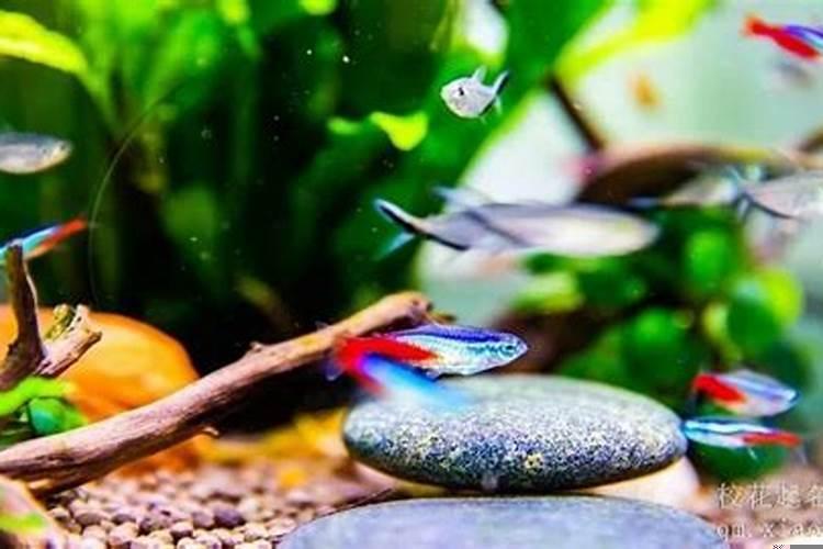 做梦梦到水和鱼是怎么回事