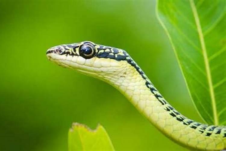 梦见被蛇咬了是什么征兆男