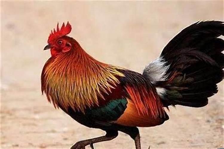 1981年属鸡二婚的年龄