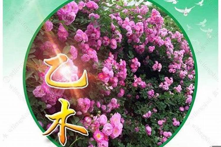 五行木命分几种